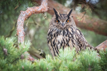Eagle owl