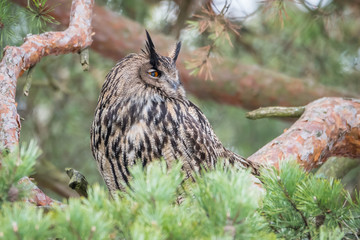 Eagle owl