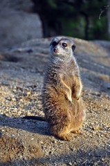 Wachsames Erdmännchen