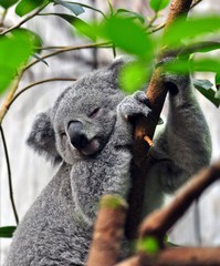 Schlafender Koala