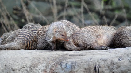 Mehrere Erdmännchen