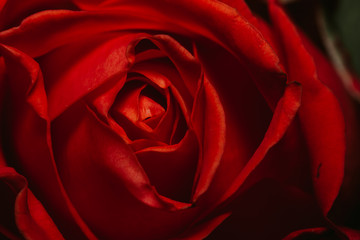 Macro close up of red rose