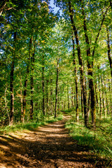 Fototapeta premium beautiful green forest. Forest trail landscape