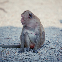 Portrait of  brown macaque monkey sitting on  road