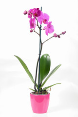 Naklejka na ściany i meble Purple Orchid Phalaenopsis isolated on white background