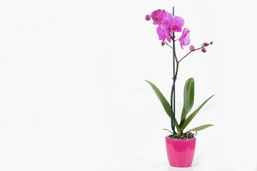 Naklejka na ściany i meble Purple Orchid Phalaenopsis isolated on white background