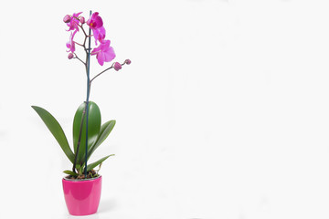 Purple Orchid Phalaenopsis isolated on white background