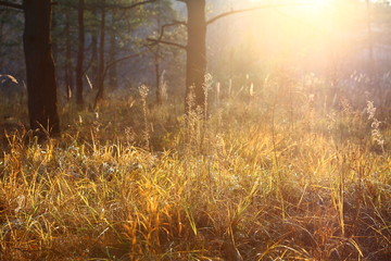 beautiful dry grass, pine forest, autumn landscape against a forest background, backlight