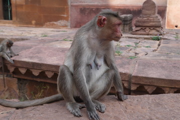 Макака на ступенях древнего индуистского храма 