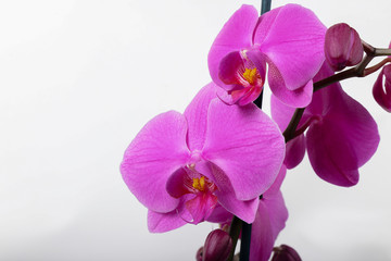 Fototapeta na wymiar Purple Orchid Phalaenopsis isolated on white background