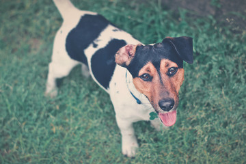 Jack Russell Terrier in the grass