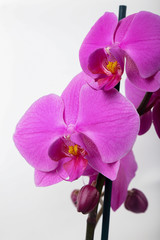 Obraz na płótnie Canvas Purple Orchid Phalaenopsis isolated on white background