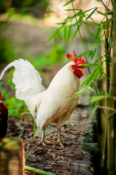 beautiful  rooster. white rooster