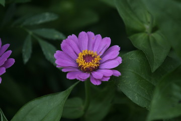 Floral Flowers Flower Plant Garden