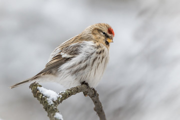 Redpoll
