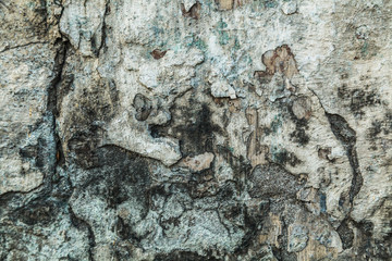 Texture of the old shattered, dirty wall with fungus