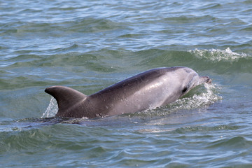 Common Bottlenose Dolphin Surfacing