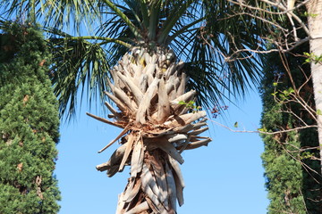 Palms Palm Plant Plants Tree Trees