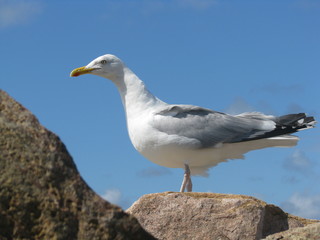 Möwe in Schweden