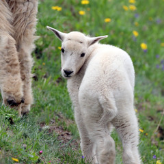 Obraz na płótnie Canvas Cute Baby Mountain Goat