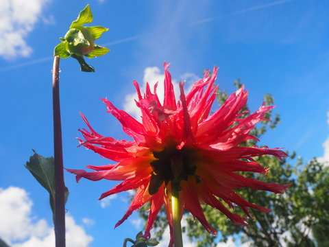 Sch&ouml;ne Dahlie mit Nachwuchs ;-)