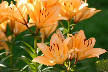 There are many orange lilies in the garden.