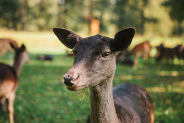 The wild deer looks at the camera. A beautiful animal in a natural habitat.
