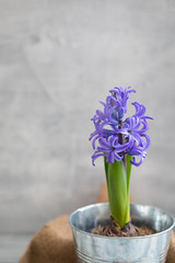 Blue or violet spring hyacinth in the iron pot over the grey concrete background. Easter postcard concept.