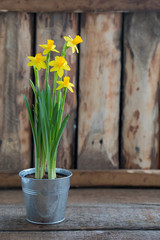 Spring yellow narcissus in the iron pot over the wooden background with a copy space. Easter postcard concept.