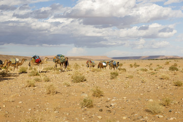 Camel caravan on the desert