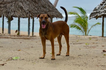 Dog on beach Samoa