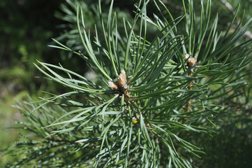Pine branch with drops of resin