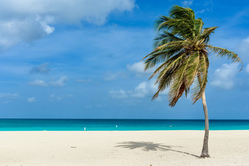 Palm tree alone on the white sand of the Eagle Beach in Aruba. Tropical landscape.