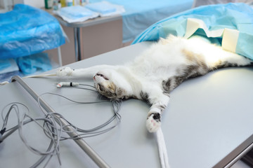 Fototapeta na wymiar cat on the operating table
