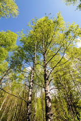 birches with spring foliage