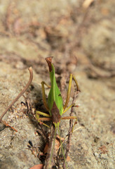Critter on Panama Rock 