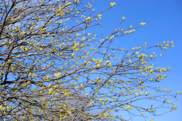 Tree branch with young leaves in the spring.