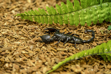 Scorpion are predatory arachnids having eight legs. They are recognized by the pair of grasping claws and the narrow, segmented tail, often carried over the back, ending with a venomous stinger. 