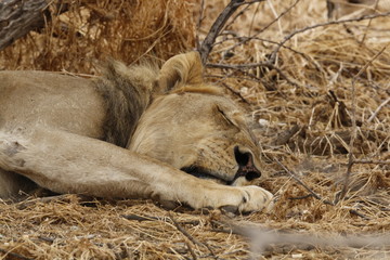 Schlafender Löwe im Schatten