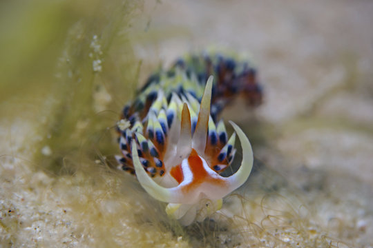 Fadenschnecke, Aeolid Nudibranch (Phidiana militaris)