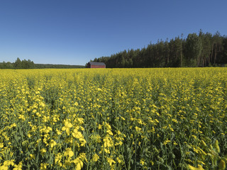 Obraz premium Rapeseed field 