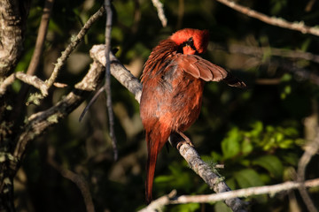 Preening male cardinal perched on a branch in the sunlight