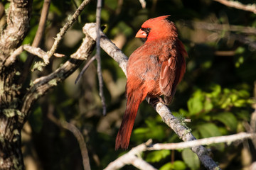 Preening male cardinal perched on a branch in the sunlight