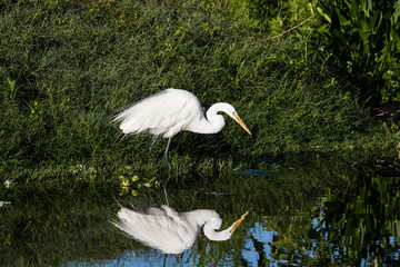 White egret in breeding plumage along the waters edge with a flora background