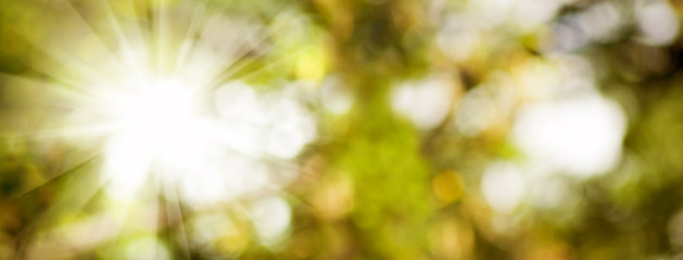 Obraz premium blurred natural background