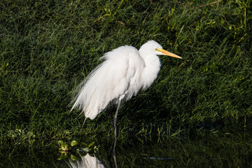 White egret in breeding plumage along the waters edge with a flora background