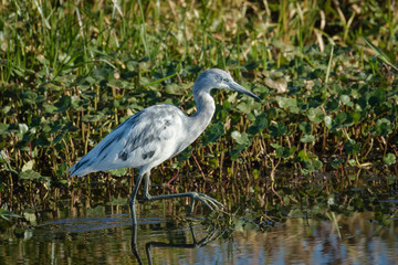 Immature little blue heron exploring the marsh waters with flora background