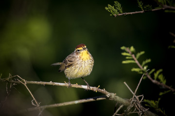 Palm Warbler perched on a branch with dark green background