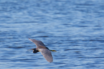 Tri-colored heron in flight across rippled water background