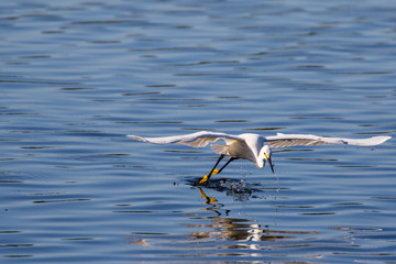 Snowy egret in flight over lake fishing for a fresh catch
